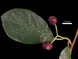 Cotoneaster bacillaris: Fruit and leaf.
 Image: D. Glenny © Landcare Research 2017 CC BY 3.0 NZ
